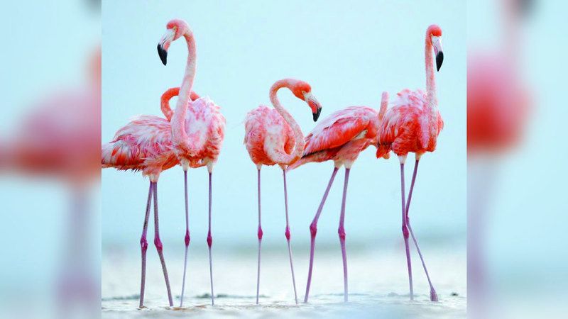 الامارات | ارتفاع منسوب المياه في إفريقيا يهدد مصير طيور النحام