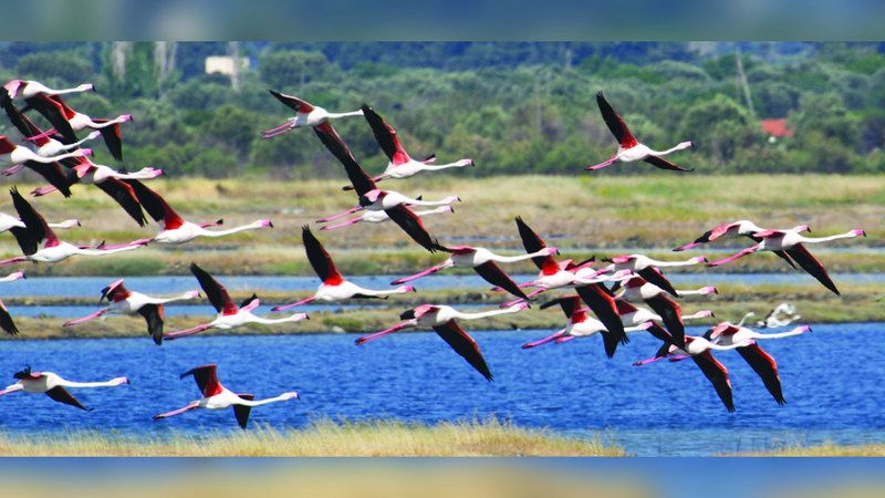 الامارات | الطيور المهاجرة تتخلى عن أهم محطاتها السنوية