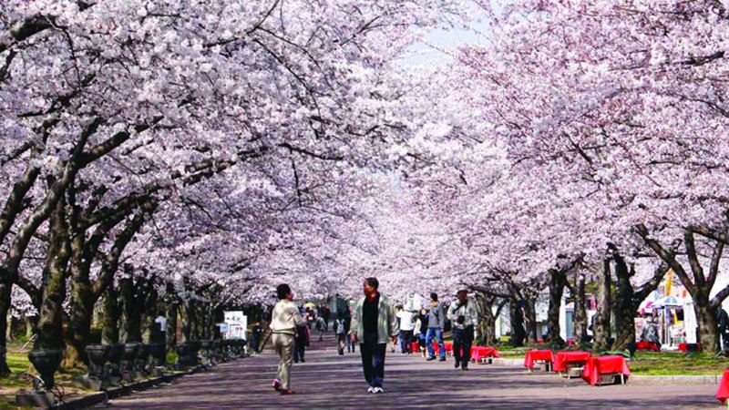 الامارات | ربيع اليابان.. رحلة  في بحر من الأزهار وأشجار الساكورا