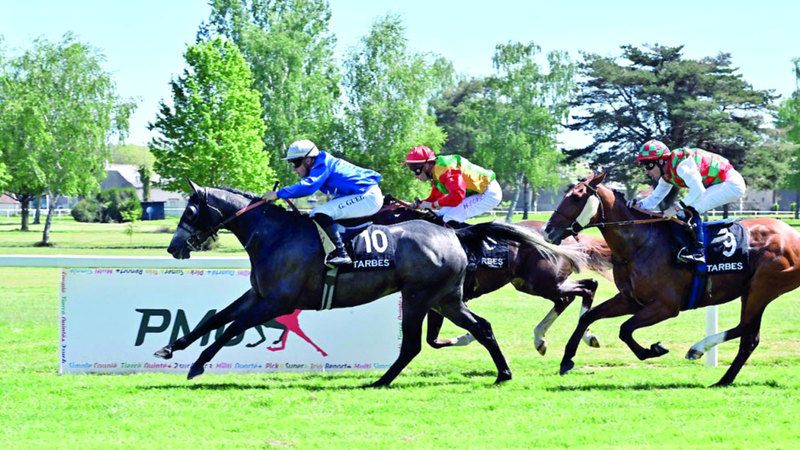 الامارات | «الغبراء» و«الخبيب» بطلا سباقي الوثبة ستاليونز