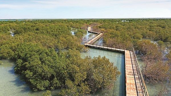 «قمة طاقة المستقبل» تزرع المانغروف وتحصد الاستدامة