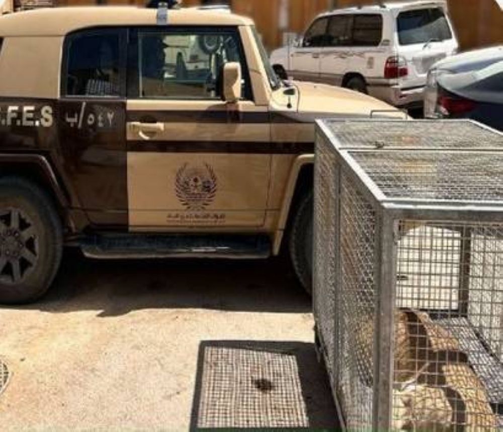 السعودية | «الأمن البيئي»: ضبط مخالف لاقتنائه كائناً فطرياً مهدداً بالانقراض في الرياض