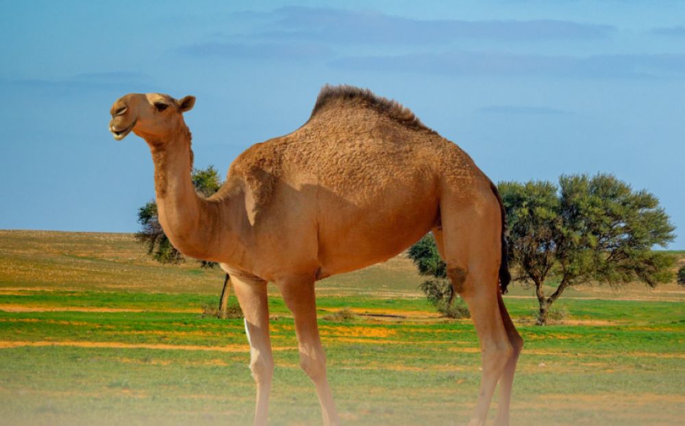 محمية الإمام تركي الملكية تشترط ترقيم الماشية لمنح تصريح الرعي