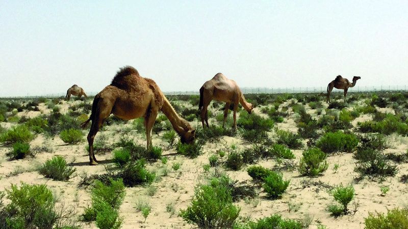 الامارات | «بيئة أبوظبي» تحدد شروط الحصول على «ترخيص الرعي»