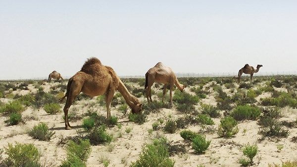 بدء موسم الرعي في إمارة أبوظبي