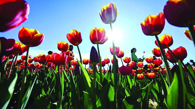 الامارات | زهور التوليب بين نارين.. التغيّر المناخي و«البريكست»