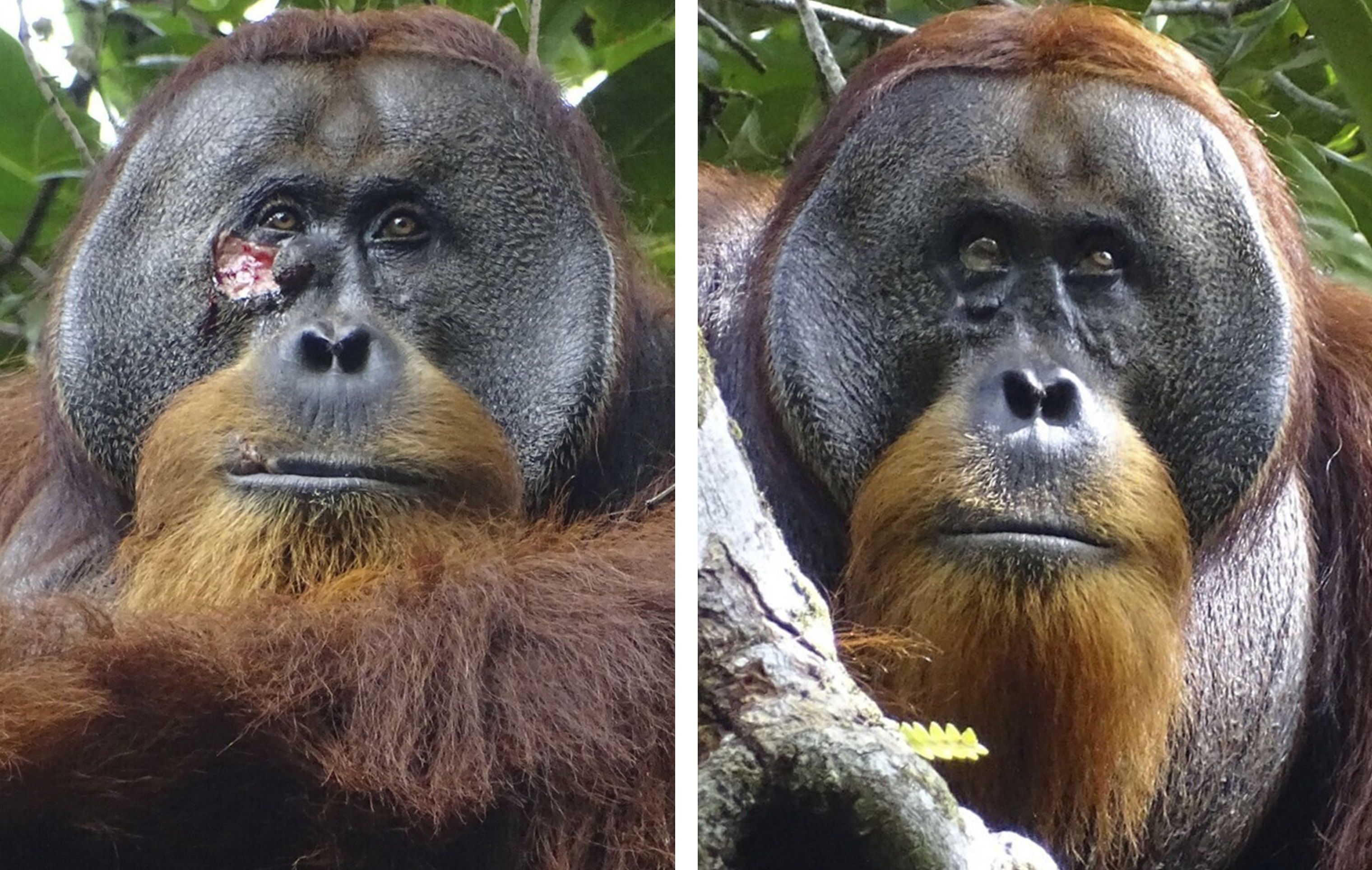 الامارات | "سابقة عالمية".. رصد "إنسان الغاب" نجح في علاج جرح بوجهه باستخدام نبتة طبيعية