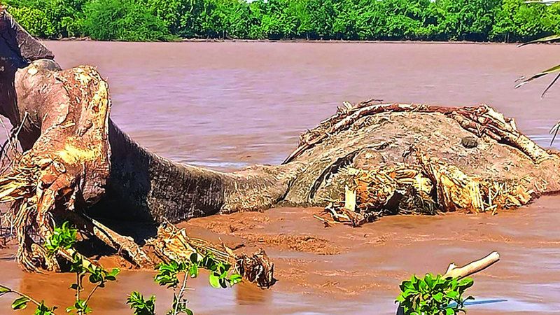 الامارات | الفيضانات تقتلع شجرة عملاقة عمرها 800 سنة في كينيا