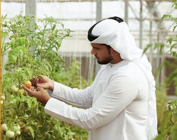 "السلامة الغذائية" تصدر شروطاً وضوابط بشأن تنظيم مزارع الإنتاج النباتي لصغار المزارعين