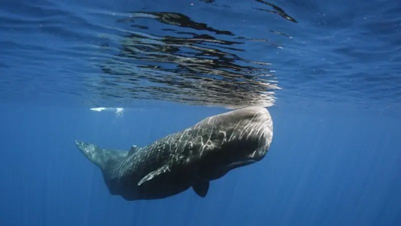 الامارات | بعد سنوات من الجهد.. علماء يكتشفون "اللبنات الأساسية" للغة حوت العنبر