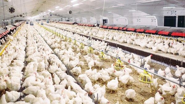 «زراعة أبوظبي» تناقش سبل زيادة إنتاجية مزارع الدواجن