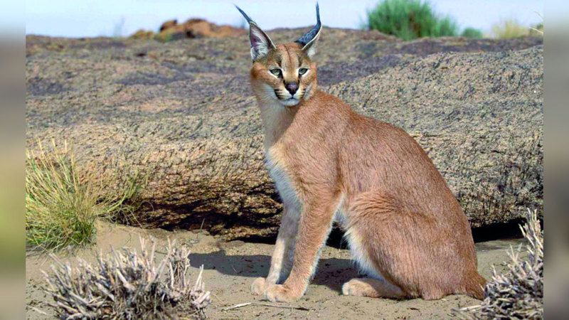 الامارات | «الفجيرة للبيئة» تسلم «الوشق» لحديقة حيوانات