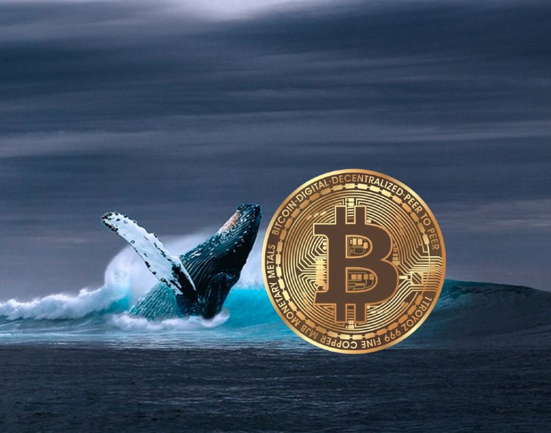 في ظل التراجع الأخير في الأسعار: الحيتان تجمع ما قيمته 941 مليون دولار من البيتكوين