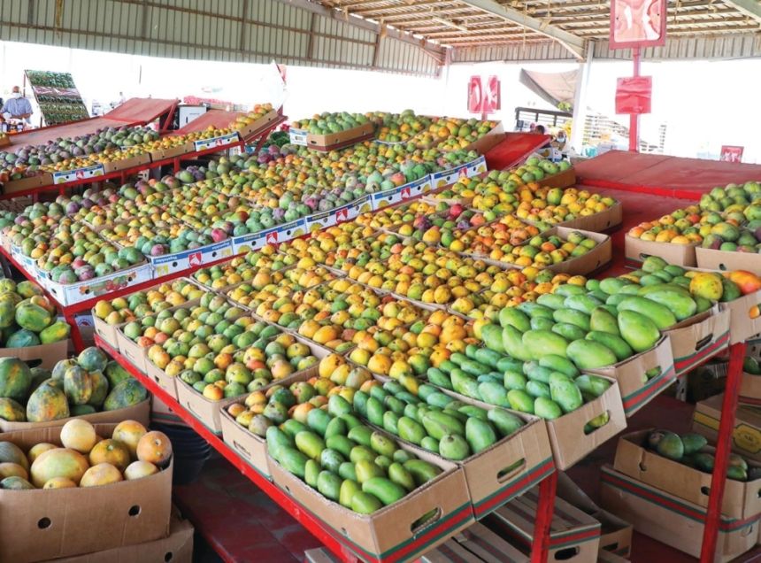 50 ألف طن سنويًّا.. انطلاق مهرجان المانجو بالقنفذة الثلاثاء القادم