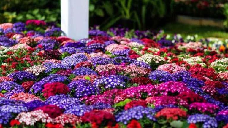 الزراعة" تواصل تلقي طلبات الراغبين في المشاركة بالنسخة ٩١ لمعرض زهور الربيع