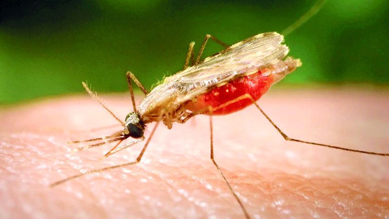 الامارات | «طب السفر»: نصائح  للوقاية من «الملاريا»
