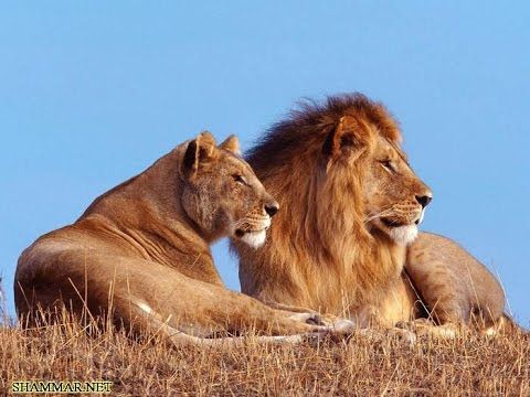 عراقي يصطحب أسداً في شوارع بغداد ويُغضب رواد منصات التواصل