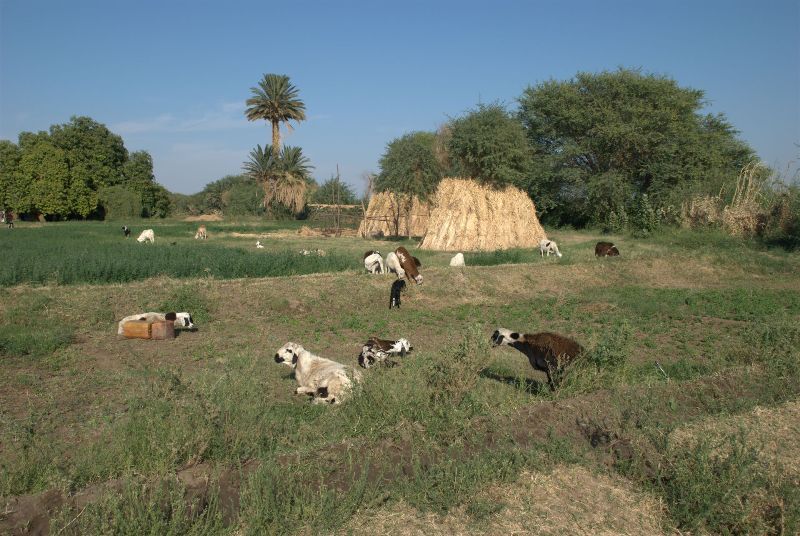 مستشفي الشرطة بدنقلا تحتفل باليوم العالمي للتمريض ونظافة الأيدي