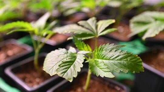 الخليج اليوم .. الكويت.. فيديو لـ270 شتلة في "مزرعة" ماريجوانا لأحد أفراد الأسرة الحاكمة