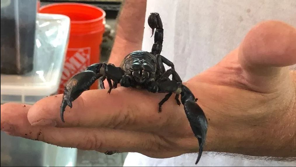 الامارات | توقيف مسافر بحوزته  1500 عقرب وعنكبوت