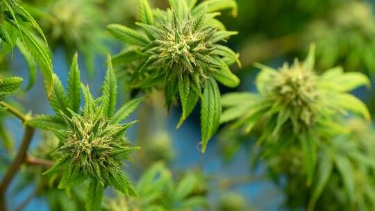 الخليج اليوم .. الكويت.. ضبط مواطن من الأسرة الحاكمة يزرع الماريجوانا في منزله والداخلية: "لا أحد فوق القانون"