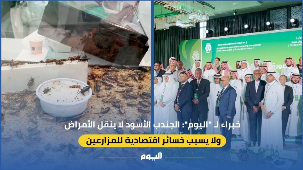 فيديو| خبراء لـ "اليوم": الجندب الأسود لا ينقل الأمراض ولا يسبب خسائر اقتصادية للمزارعين