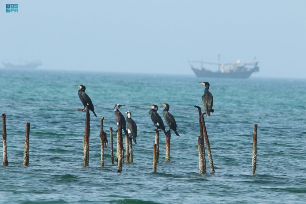 بالتفاصيل.. إطلاق مشروع تقييم الموائل والأنواع البحرية بالخليج العربي