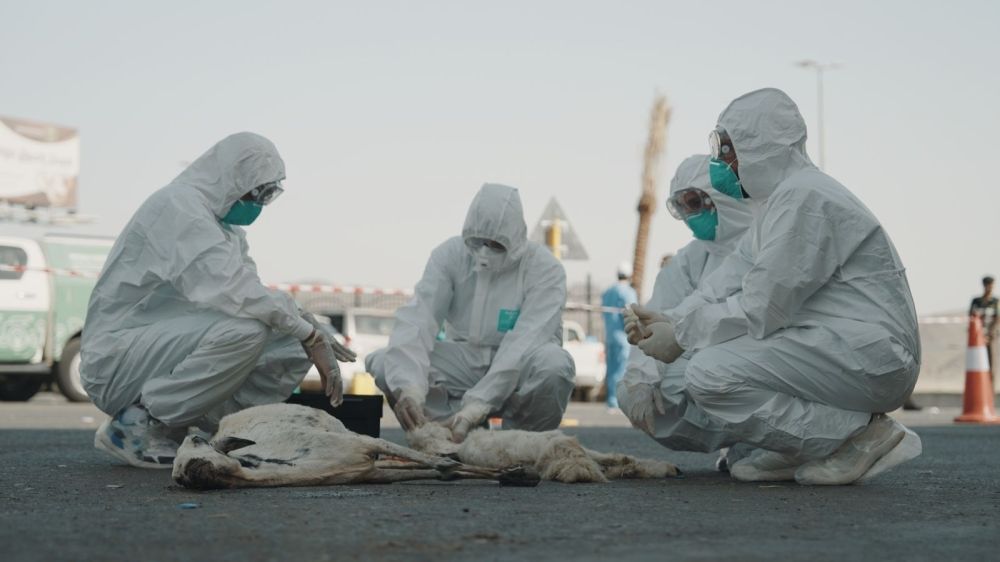 استعدادًا لموسم الحج.. "وقاء مكة" ينظم تجربة للسيطرة على الأمراض الحيوانية