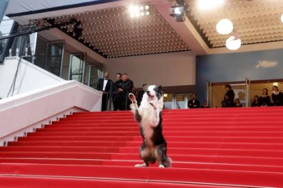 الكلب ميسي يخطف الأنظار من نجمات هولييود على السجادة الحمراء بمهرجان كان