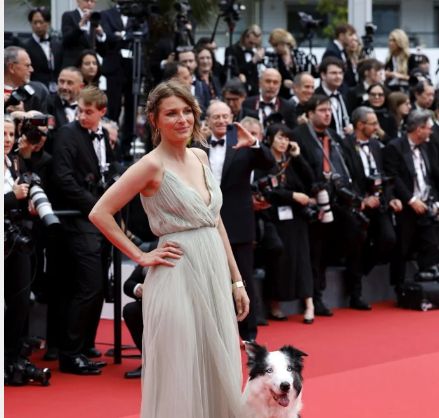 الكلب ميسي يخطف الأنظار من نجمات هولييود على السجادة الحمراء بمهرجان كان