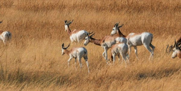 "بيئة أبوظبي" تدعم إعادة توطين غزلان الداما المُهدَّدة بالانقراض في جمهورية تشاد