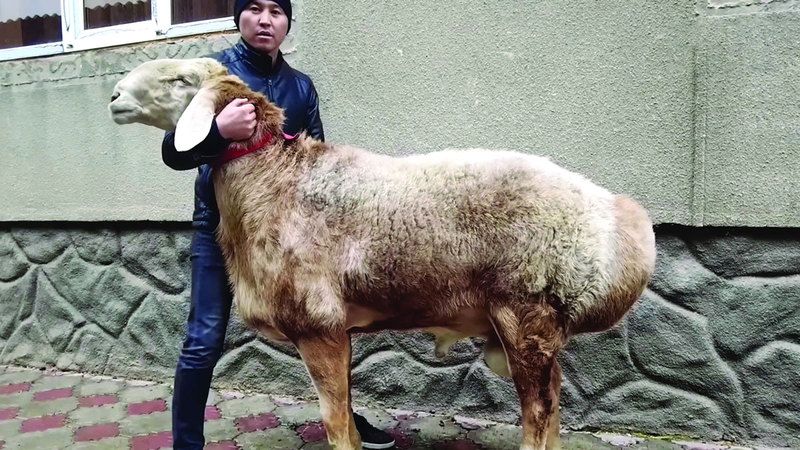 الامارات | خراف طاجيكستان العملاقة.. مصدر فخر وحفاظ على البيئة