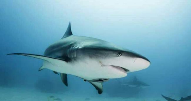 مع غروب اليوم الجمعة قرش البحار يفترس شباب كود النمر