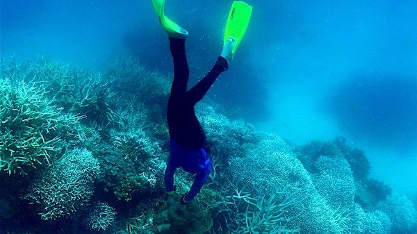 تحذير من خطر يهدد الشعاب المرجانية في العالم