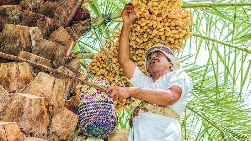 الامارات | «تباشير الخير».. احتفاء بعطاء شجرة النخيل