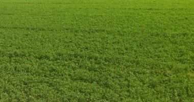 جهود مصر لتحقيق التنمية الزراعية فى المحافظات.. دراسة تكشف التفاصيل