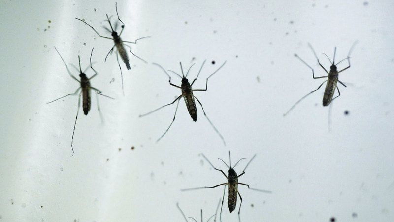 الامارات | أطباء يدعون إلى حماية الجلد من لدغات البعوض بالكريمات والوقاية