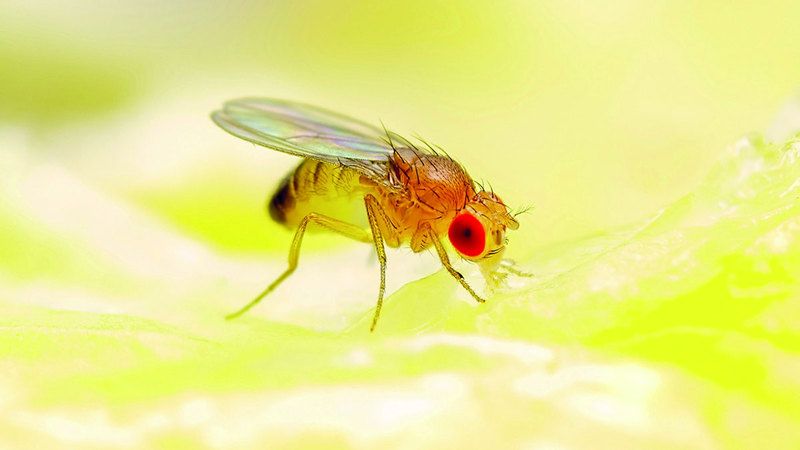 الامارات | «جناح الذبابة» يفتح بوابة أمل للبشر