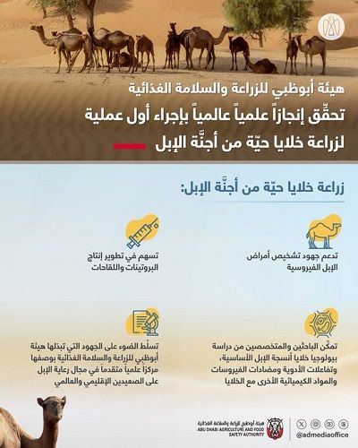 الامارات | مختبرات هيئة أبوظبي للزراعة والسلامة الغذائية تنجح لأول مرة في زراعة خلايا حية من عضلات أجنة الإبل وخلايا أخرى