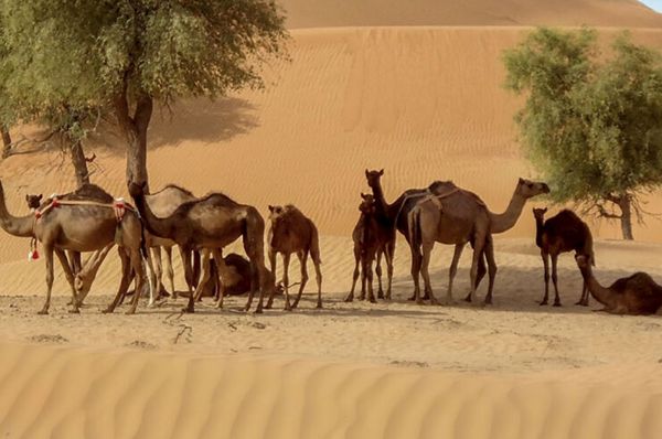 " السلامة الغذائية" تحقق إنجازاً عالمياً بإجراء أول عملية لزراعة خلايا حيّة من أجنَّة الإبل