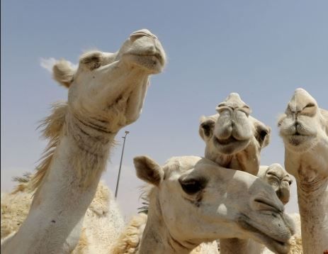 الامارات | مختبرات هيئة أبوظبي للزراعة والسلامة الغذائية تنجح لأول مرة في زراعة خلايا حية من عضلات أجنة الإبل وخلايا أخرى