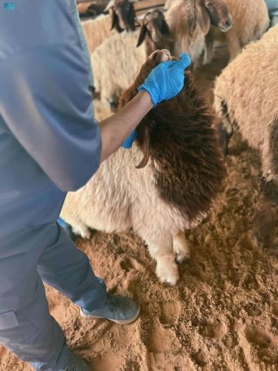 الأرصاد: أمطار رعدية مصحوبة برياح نشطة على الجنوب ومرتفعات مكة