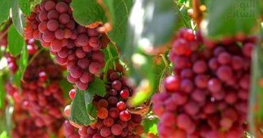 4 فئات ممنوعة من تناول العنب.. أبرزهم مرضى السيولة
