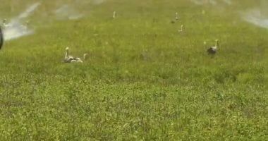 التخطيط: التوسع فى محطات تحلية مياه البحر بطاقة 434 ألف م3/يوم