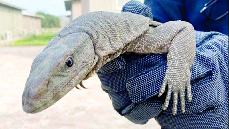 الامارات | 17 بلاغاً عن حيوانات برية وزواحف تلقتها «بيئة الفجيرة» في 2023