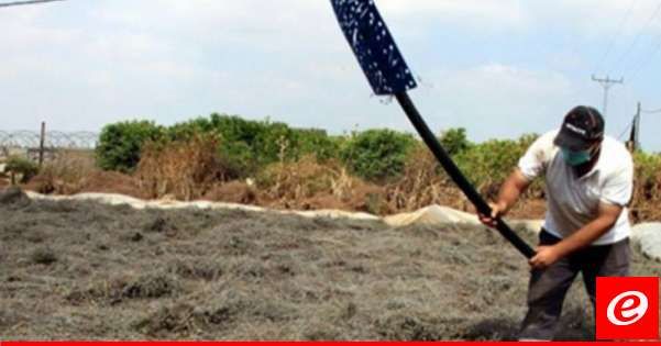 مخاطر العدوان الإسرائيلي ترفع أسعار الزعتر في الجنوب