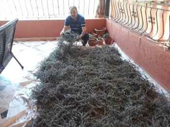 مخاطر العدوان الإسرائيلي ترفع أسعار الزعتر في الجنوب