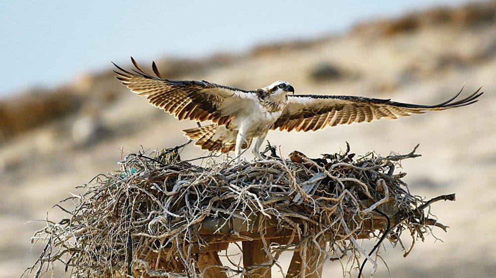 175 نوعاً من الطيور في محميات أبوظبي