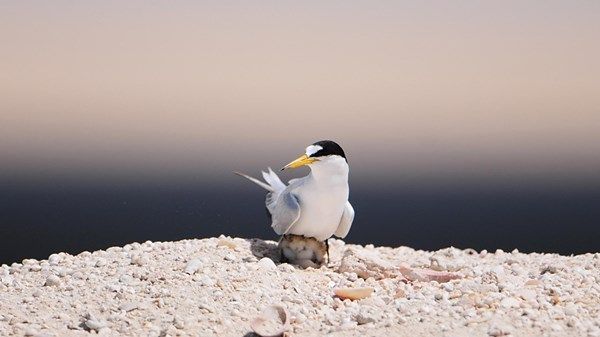 175 نوعاً من الطيور في محميات أبوظبي