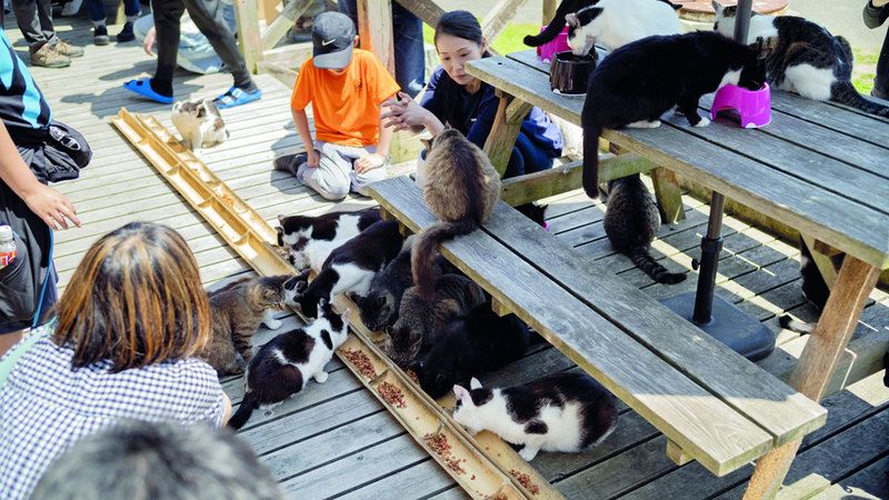 الامارات | جزيرة يابانية تحتفي بالقطط.. عددها يفوق البشر